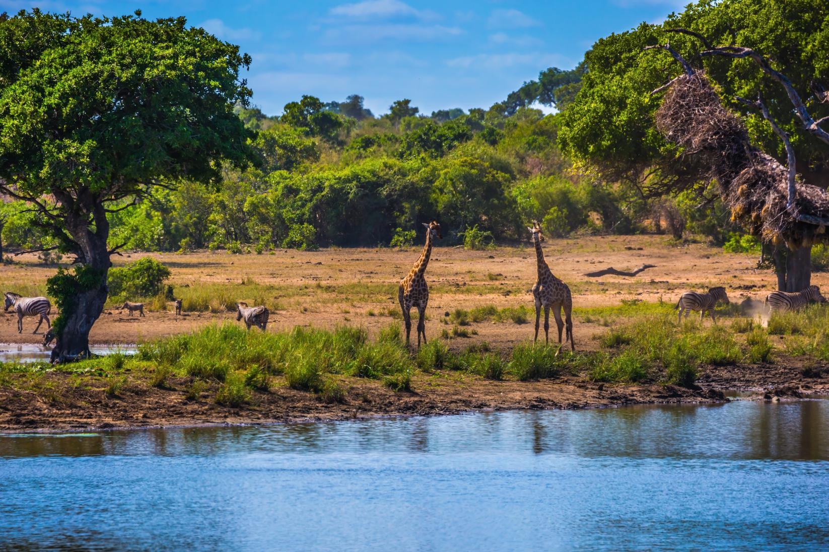 Giraffe and zebra, Kruger National Park