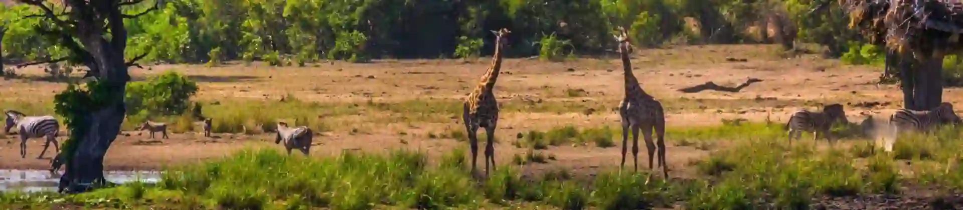 Giraffe and zebra, Kruger National Park