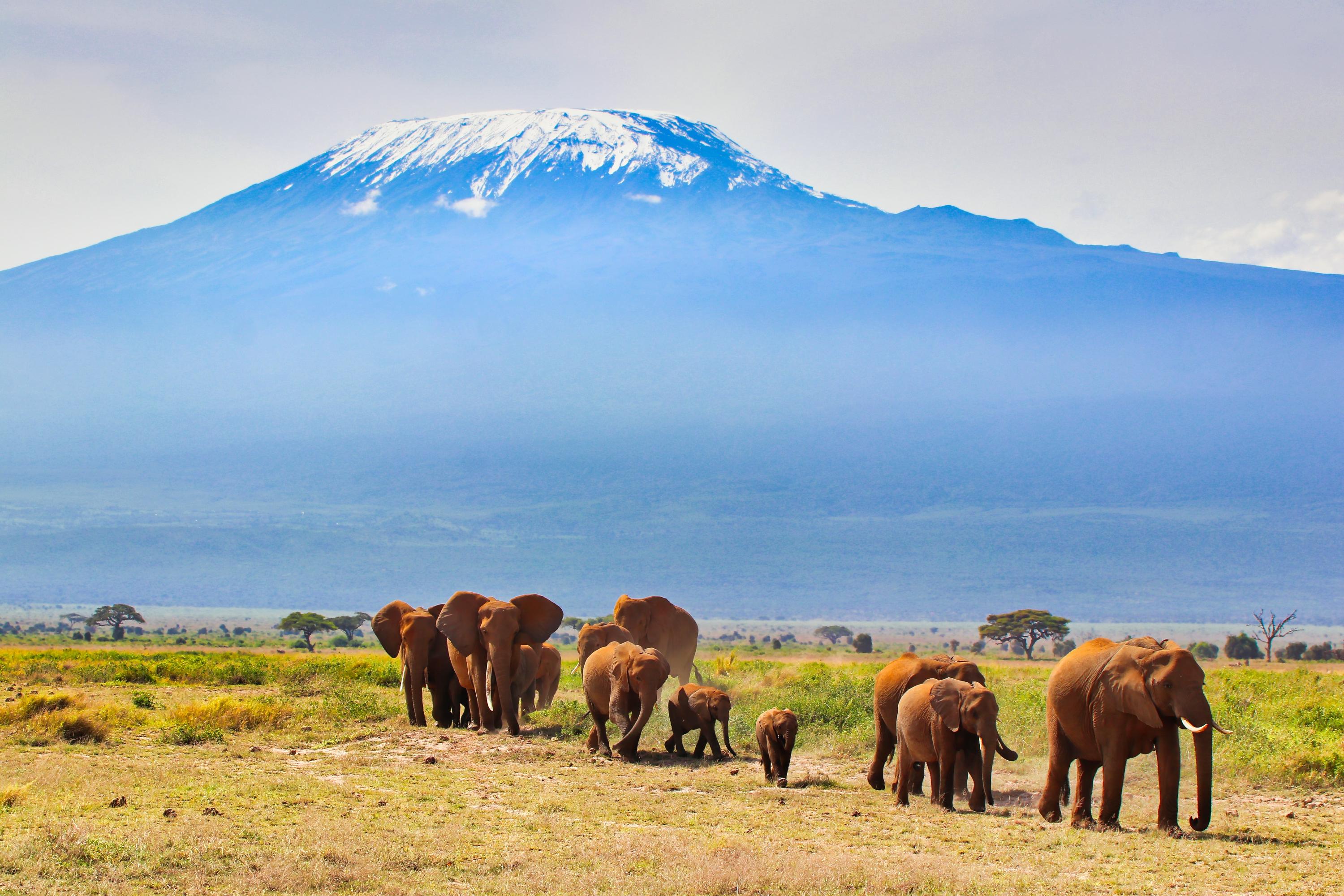 Sh 2480693043 Elephants, Amboseli National Park, Kenya