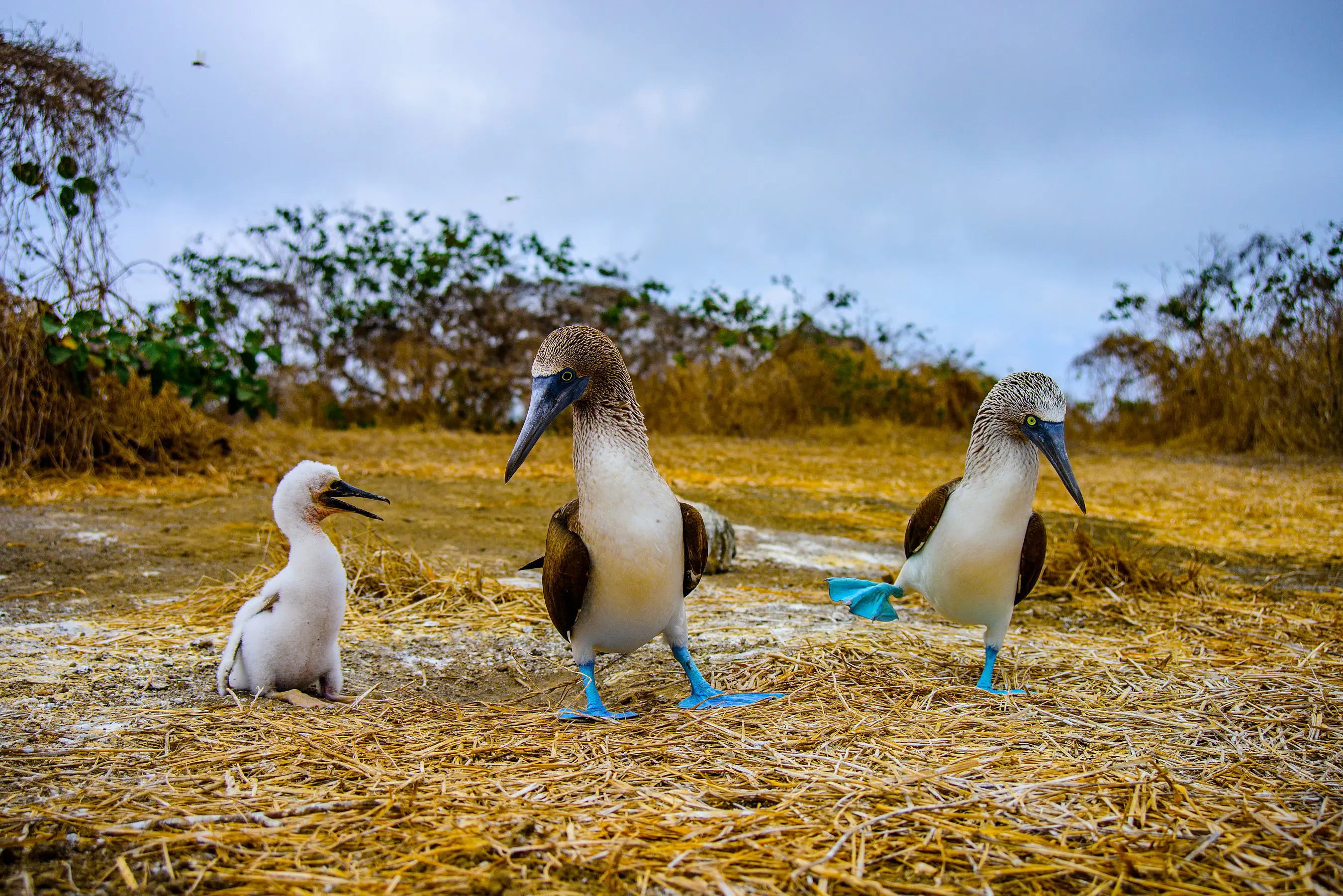 Blue footed booby, Galápagos Islands