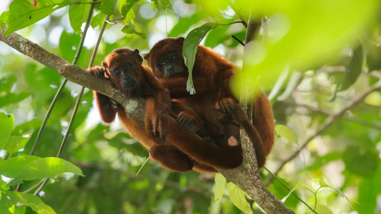 Red howler monkey, Tambopata National Reserve