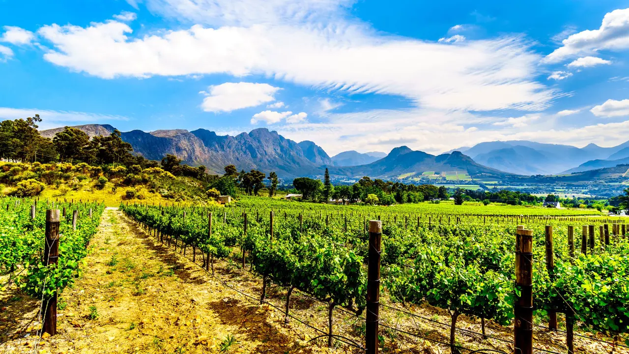 Vineyards, Franschhoek, Cape Winelands