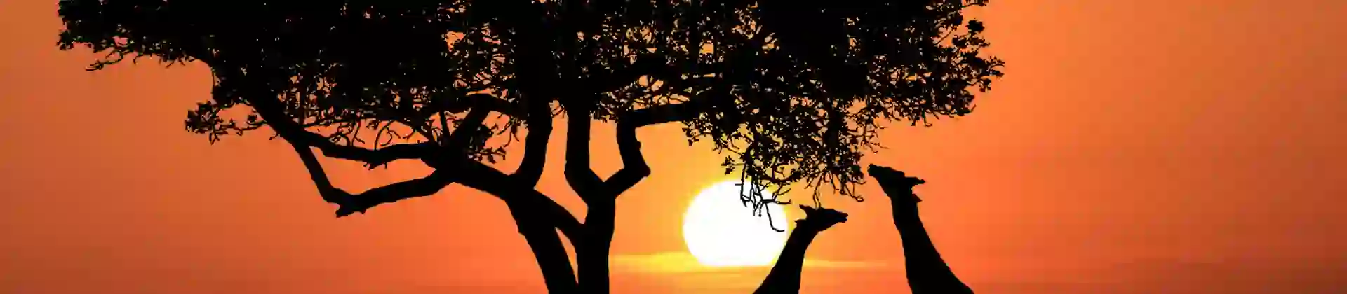 Sh 642006688 Giraffes South Africa