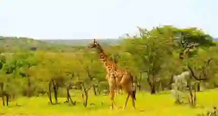 Image of Giraffe Standing in Kenyan National Park