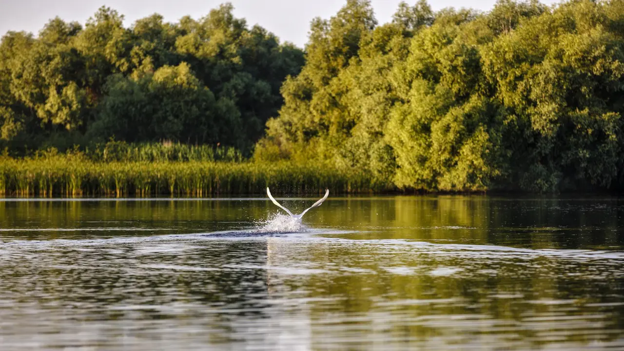 Danube Delta, Romania