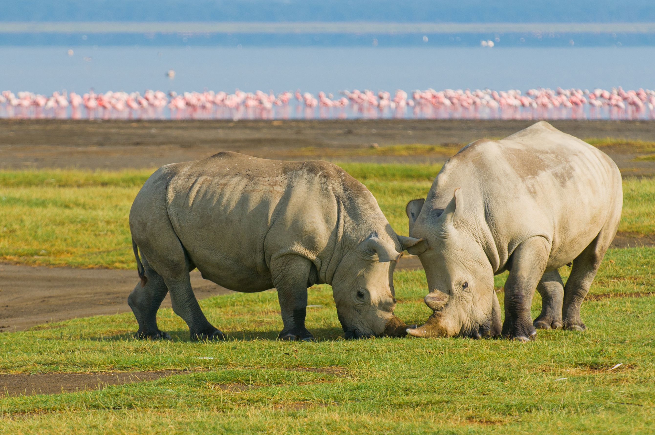 White Rhinos With Flamingos In Background