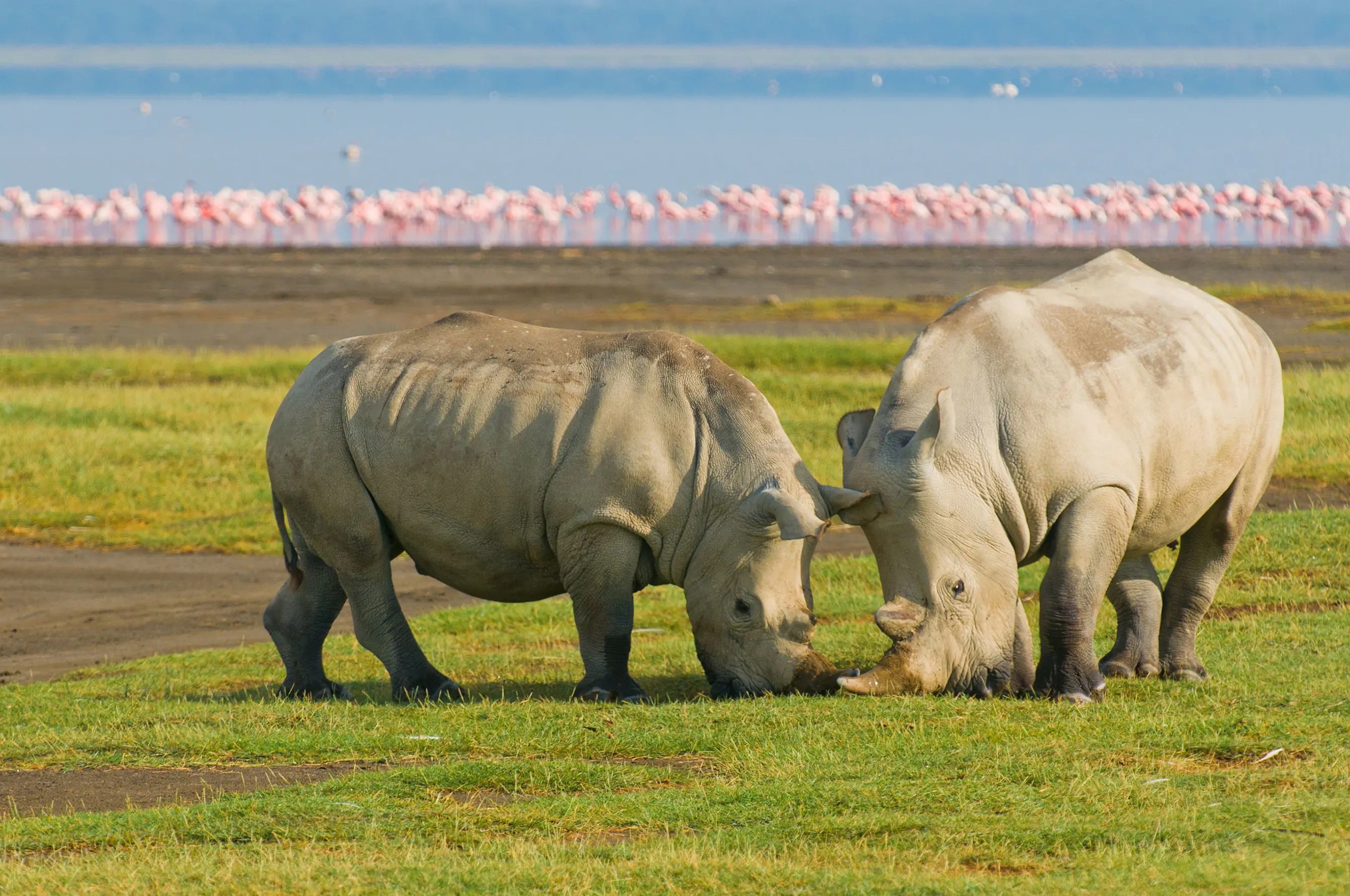 White rhinos, Lake Nakuru