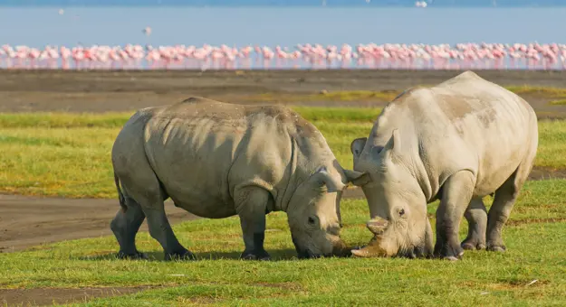 White rhinos, Lake Nakuru