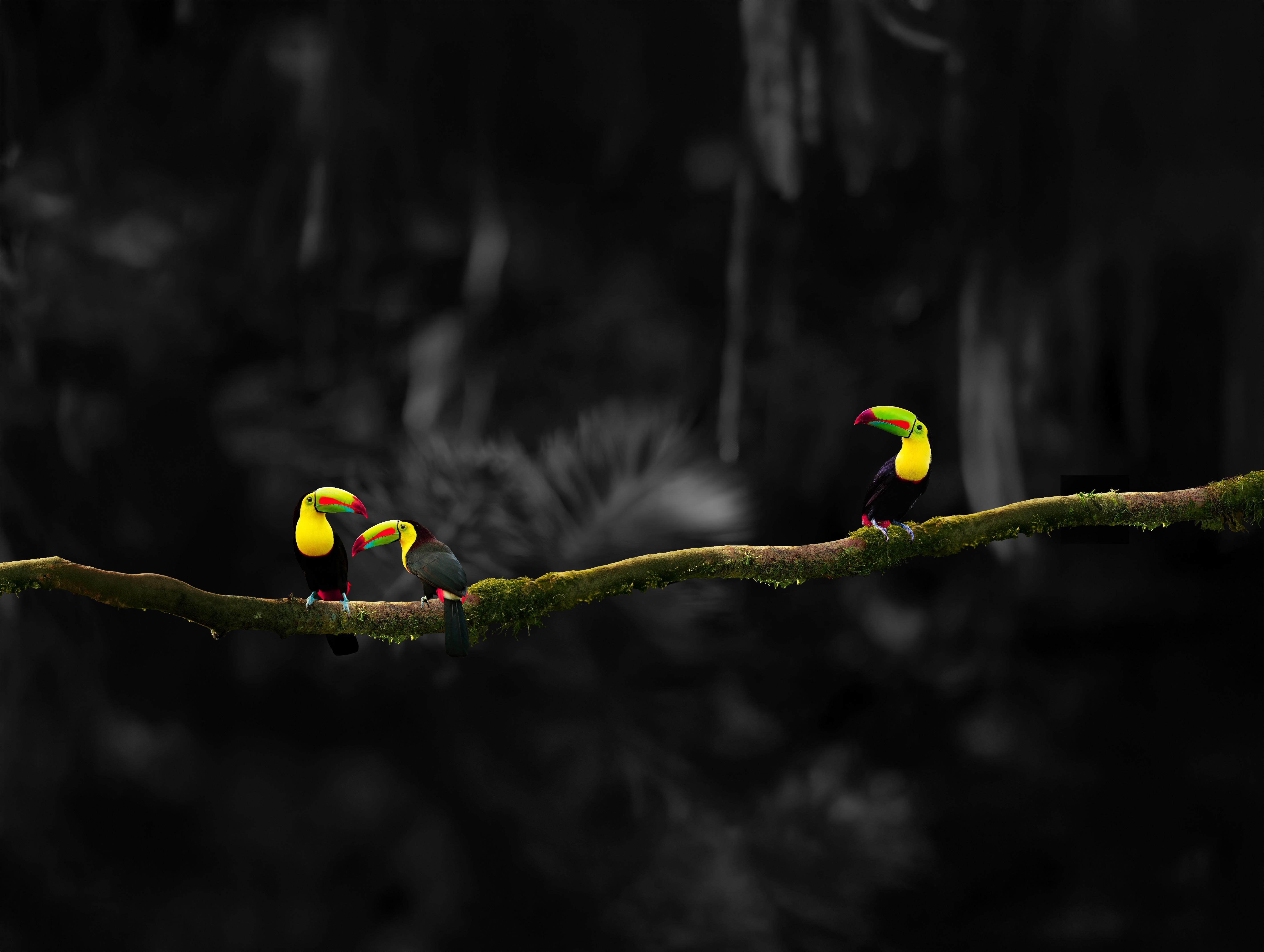 Adobestock 241330758 Three Toucans EDIT 2
