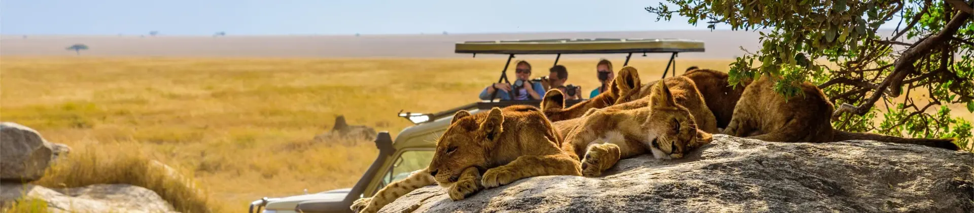 Adobestock 372703069 Lions Tanzania (1)