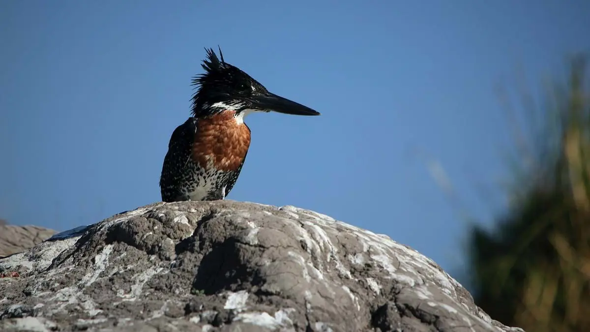 Giant kingfisher on rock in Chobe National Park