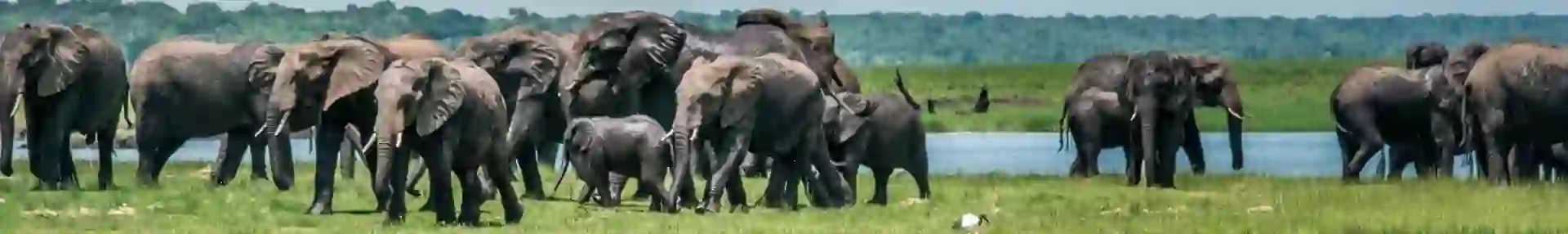 The Chobe Safari Lodge Boat Safari 23