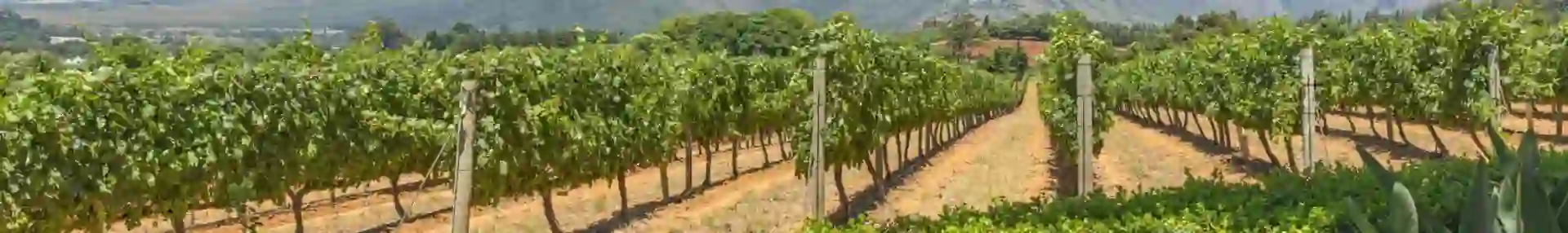 Scenic view of the Cape Winelands in South Africa with rolling vineyards, distant mountains, and a clear blue sky