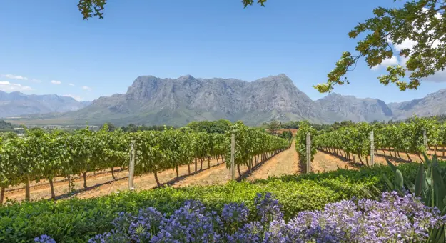 Scenic view of the Cape Winelands in South Africa with rolling vineyards, distant mountains, and a clear blue sky