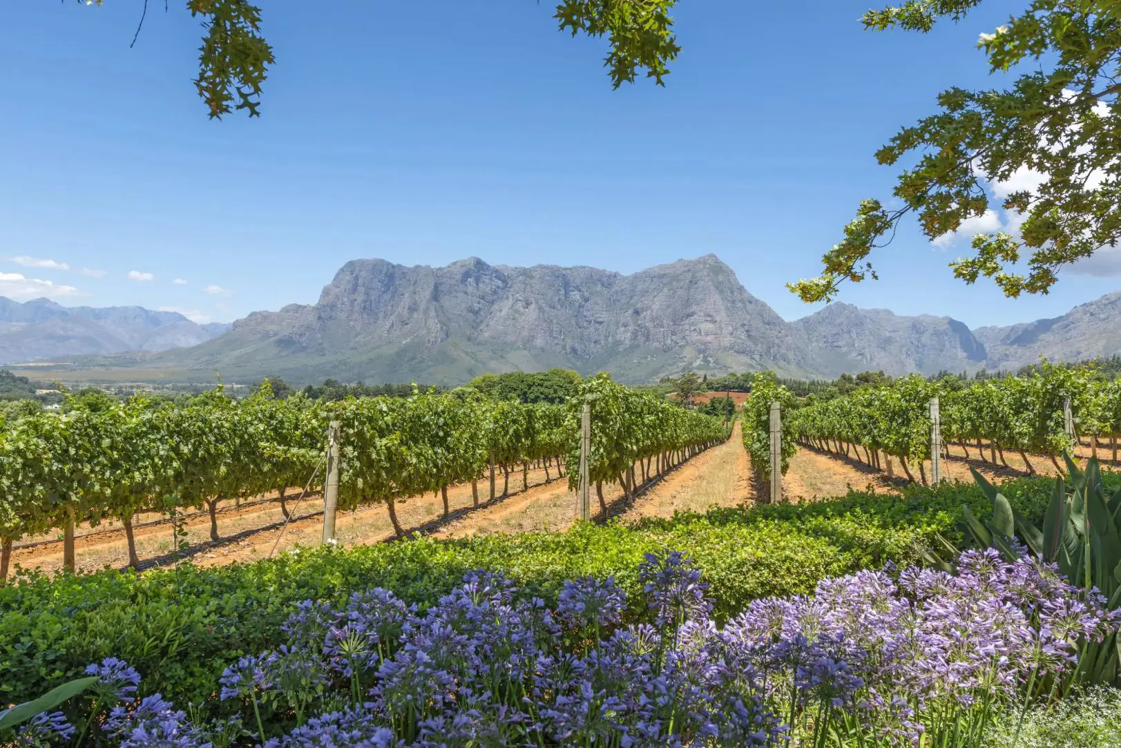 Scenic view of the Cape Winelands in South Africa with rolling vineyards, distant mountains, and a clear blue sky