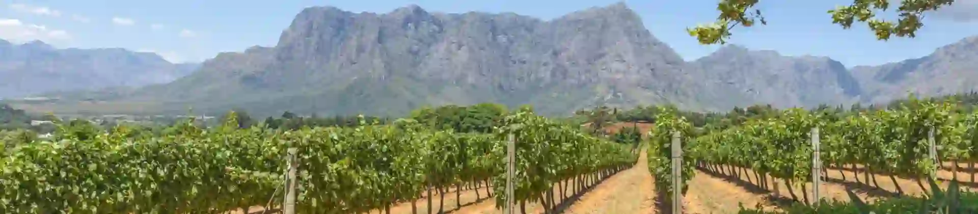 Scenic view of the Cape Winelands in South Africa with rolling vineyards, distant mountains, and a clear blue sky