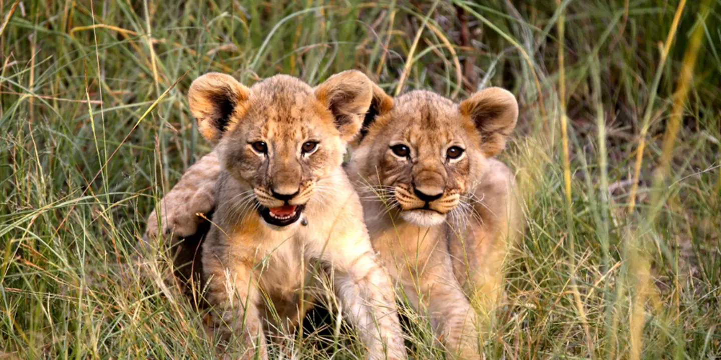 Lion cubs