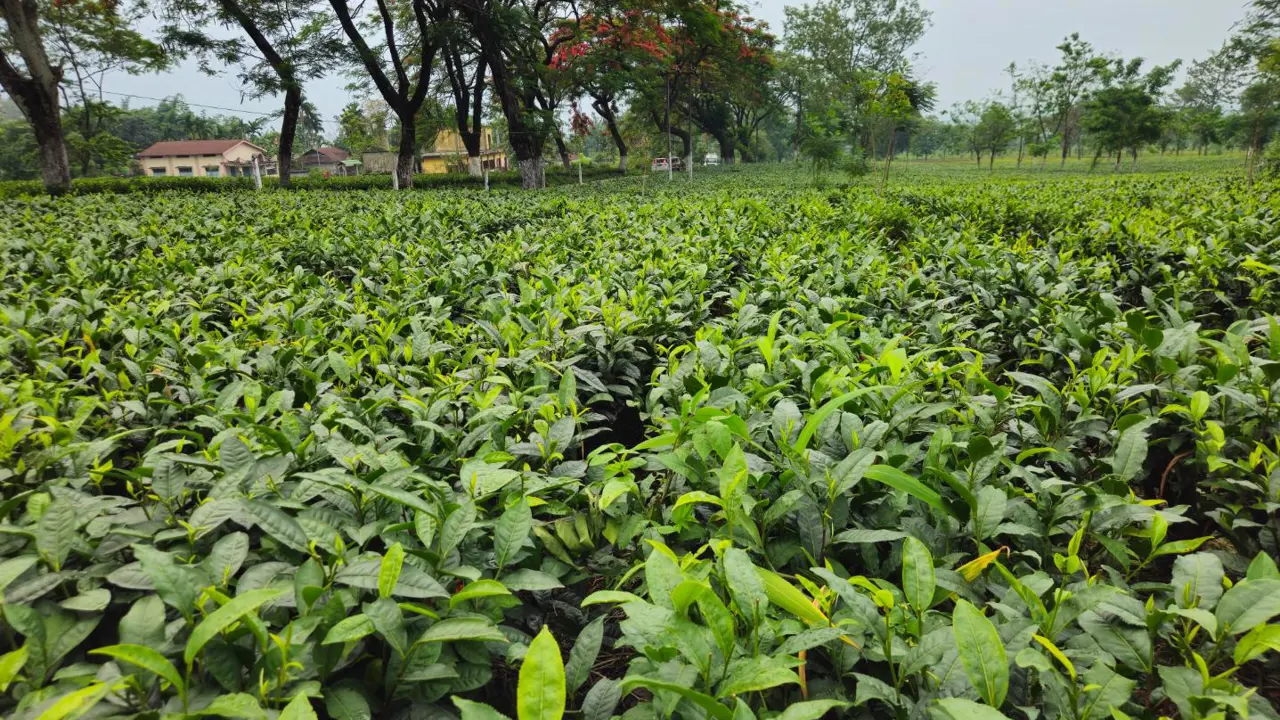 Tea estate, Darjeeling